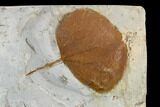 Three Fossil Leaves (Beringiaphyllum, Zizyphoides) - Montana #113141-2